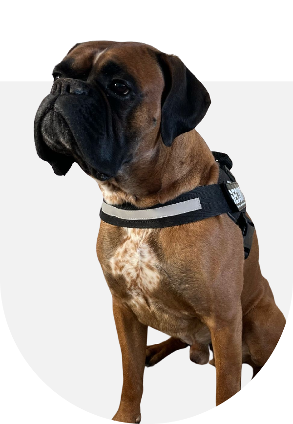 Wachhund Theodor von Pfeffer Security